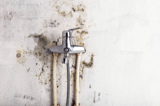Best Mold Removal Company Near Me  in Batesville, IN