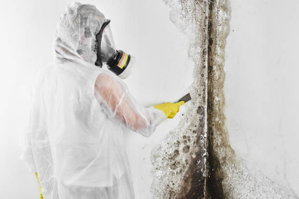 Best Emergency Mold Removal  in Batesville, IN