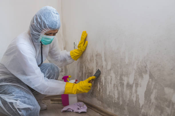 Best Attic Mold Removal  in Batesville, IN