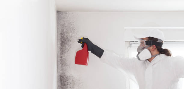 Best Toxic Mold Removal  in Batesville, IN