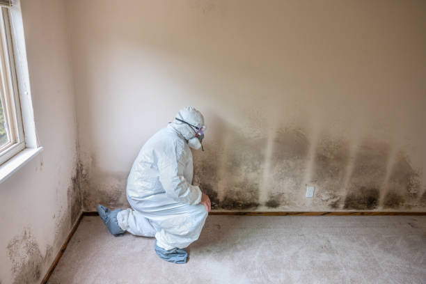 Best Toxic Mold Removal  in Batesville, IN