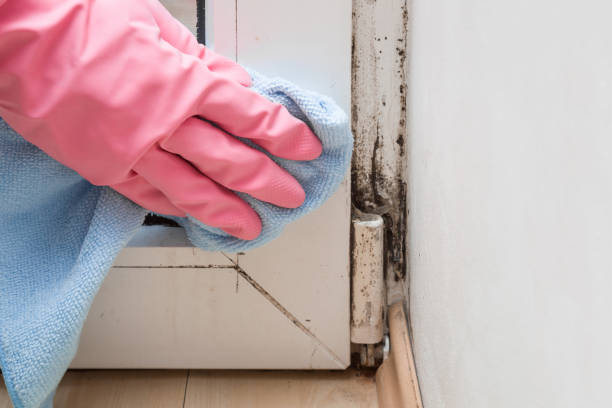 Best Residential Mold Removal  in Batesville, IN