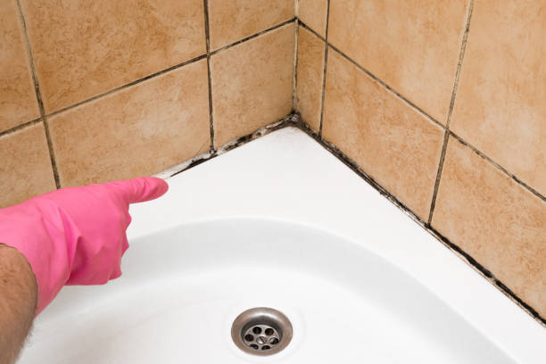 Best Mold Remediation Experts  in Batesville, IN